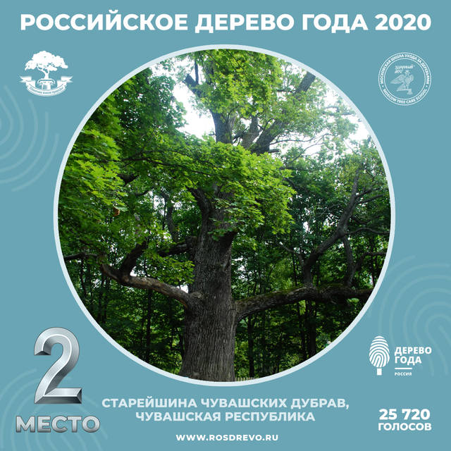 Старейший дуб Чувашии занял второе место в конкурсе "Российское дерево года 2020"